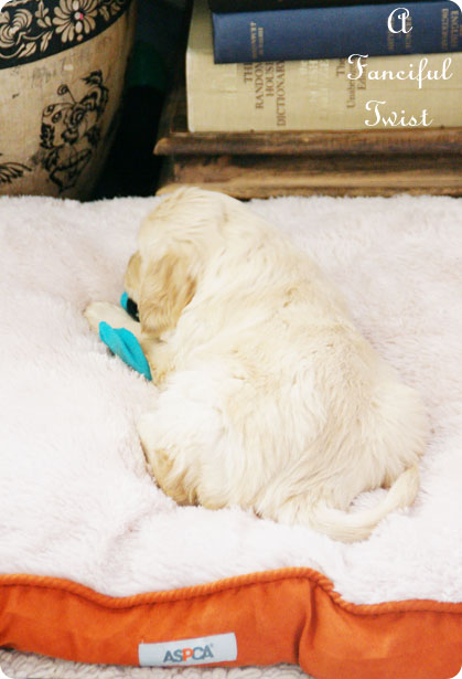 Puppy love 27 Puppy love 27