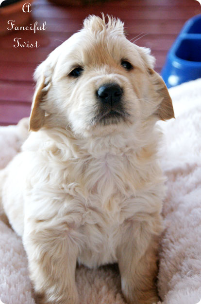 Puppy love 4 Puppy love 4