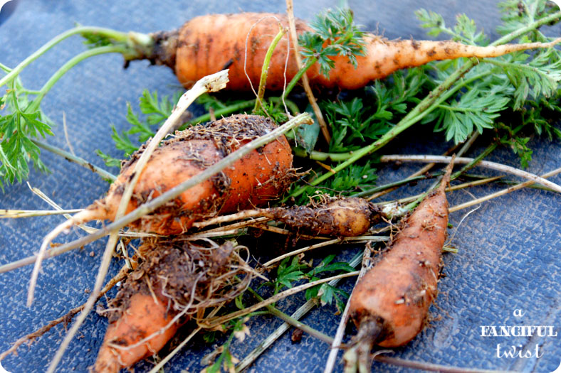 Vanessa mini 3 Vanessa mini 3