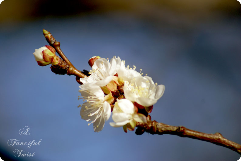 Springing 3 Springing 3
