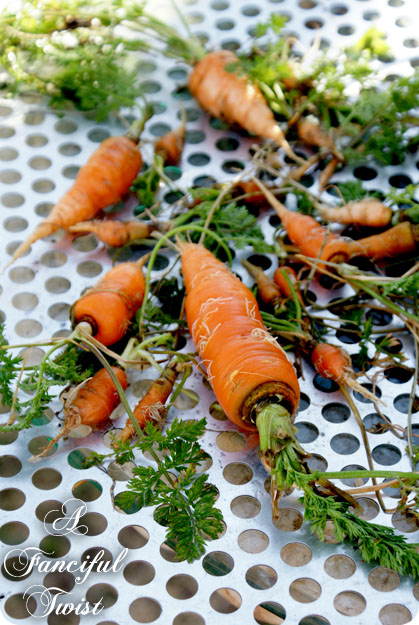 Vanessa mini 6 Vanessa mini 6