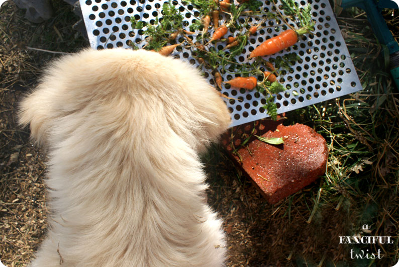 Vanessa mini 7 Vanessa mini 7