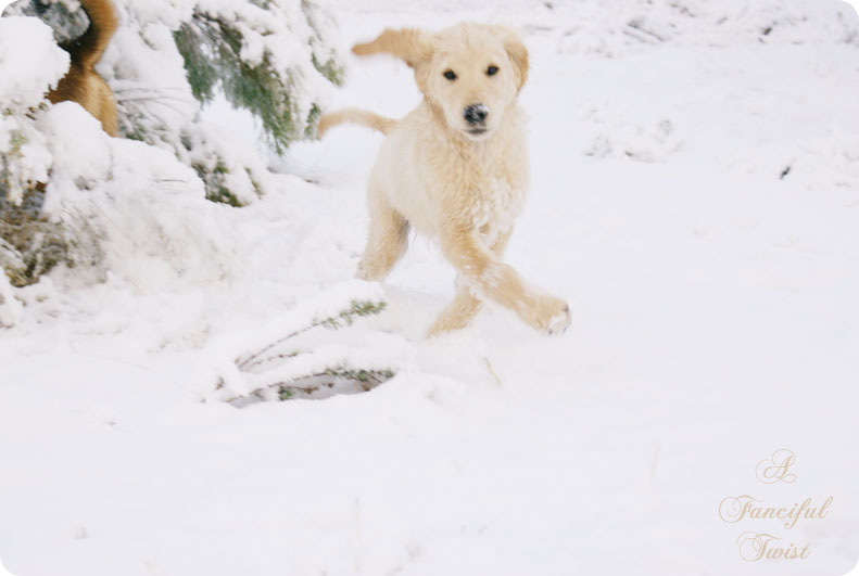 Desert southwest snow 2011 22 Desert southwest snow 2011 22