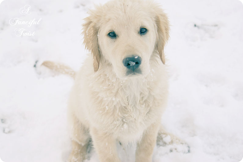 Desert southwest snow 2011 17 Desert southwest snow 2011 17