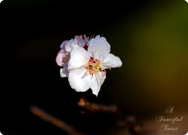 Springing 8 Springing 8