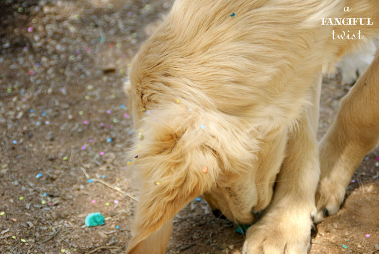 Rabbit 13a Rabbit 13a