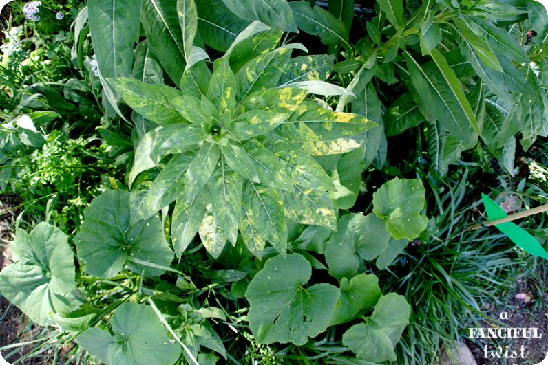 Grow green 6 Grow green 6