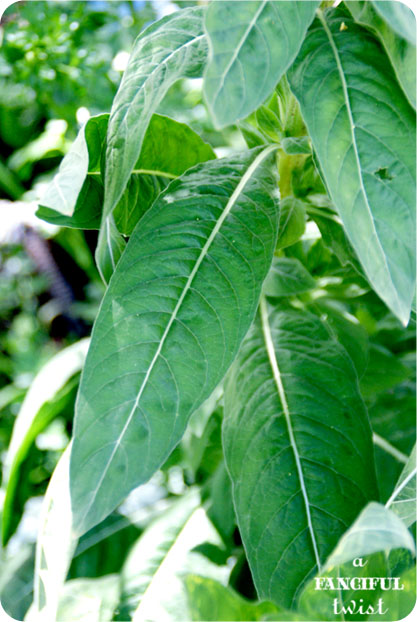 Grow green 5 Grow green 5