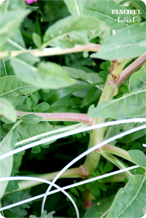 Grow green 17 Grow green 17