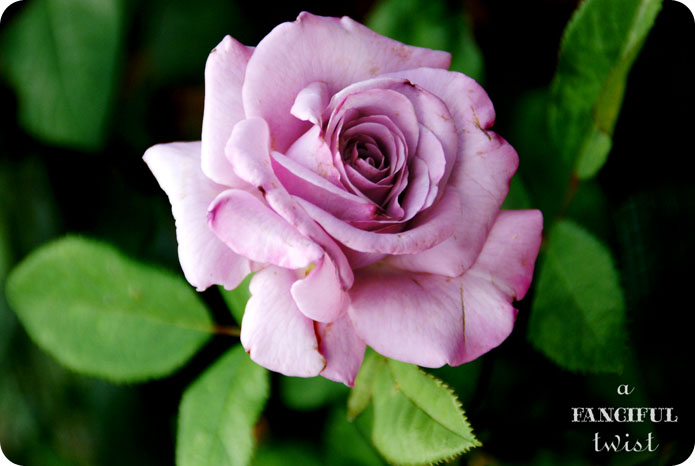 From my garden 14 From my garden 14