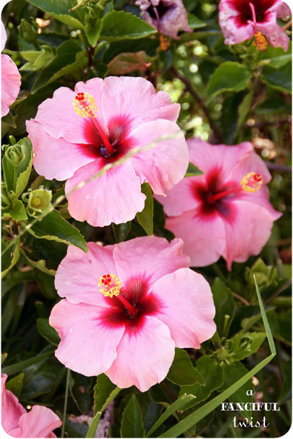 Zinnia 5
