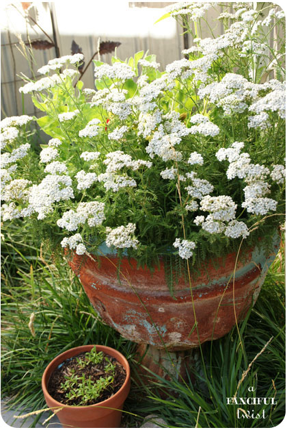 Zinnia 37