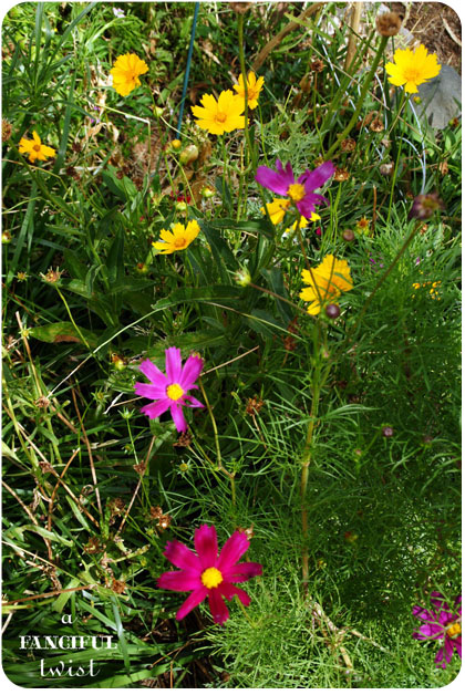 Zinnia 30