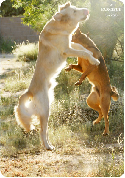 Happy pups 1 Happy pups 1