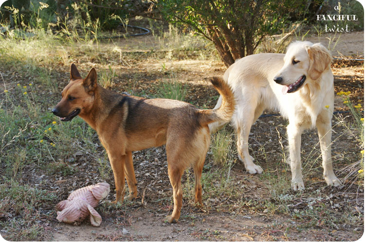 Happy pups 5 Happy pups 5