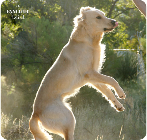 Happy pups 2 Happy pups 2