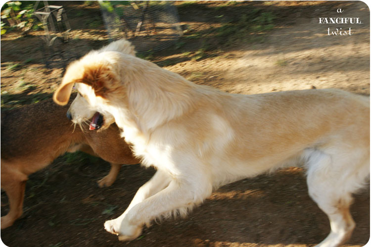 Happy pups 8 Happy pups 8