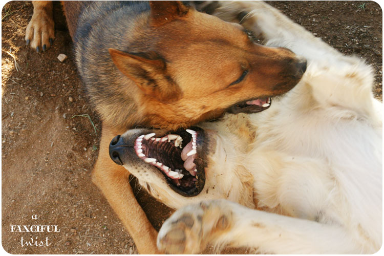 Happy pups 6 Happy pups 6