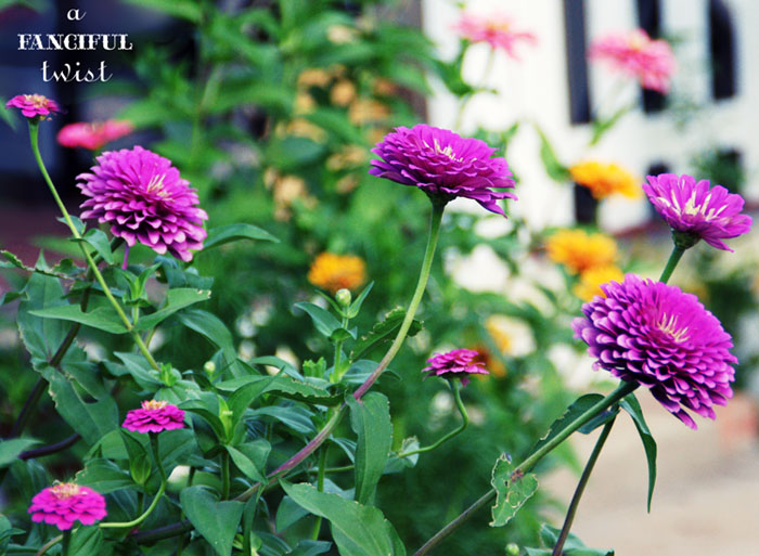 Heart love 9 Heart love 9