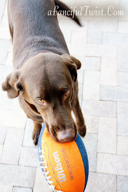 Chocolate Lab Tucson Coco Missing 3 Chocolate Lab Tucson Coco Missing 3