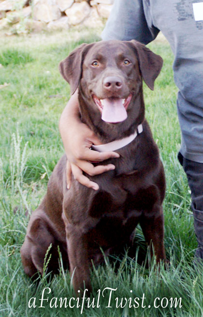 Chocolate Lab Tucson Coco Missing 4 Chocolate Lab Tucson Coco Missing 4