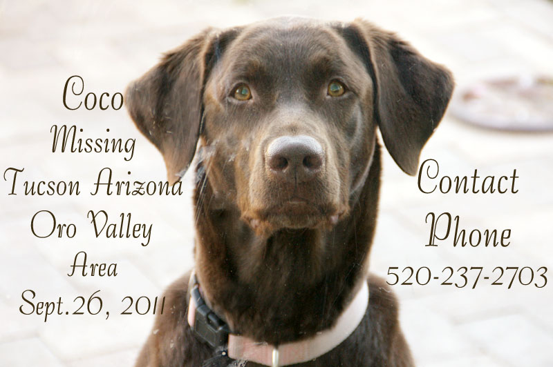 MISSING DOG CHOCOLATE LAB TUCSON MISSING DOG CHOCOLATE LAB TUCSON