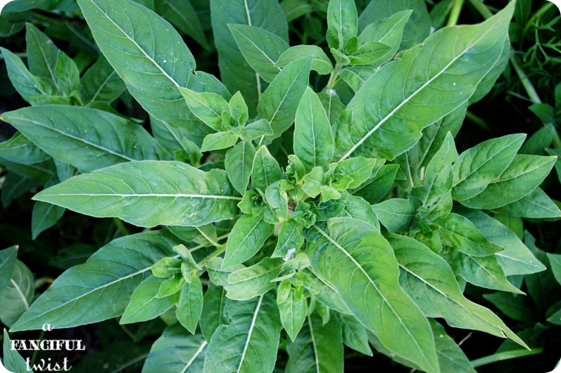 Grow green 2 Grow green 2