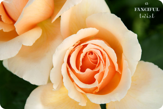 From my garden 13 From my garden 13