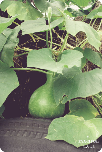 Gourds 6