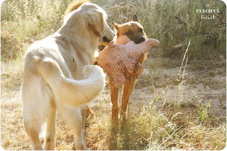 Happy pups 3 Happy pups 3