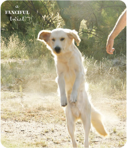 Happy pups 7 Happy pups 7