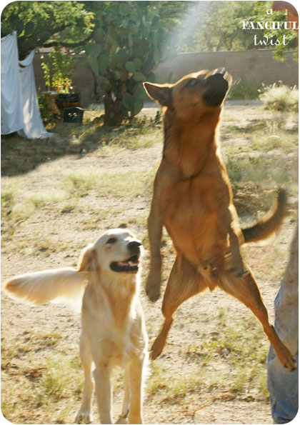 Happy pups 4 Happy pups 4