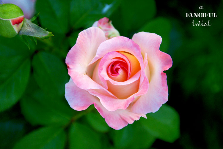 October Treats 9 October Treats 9