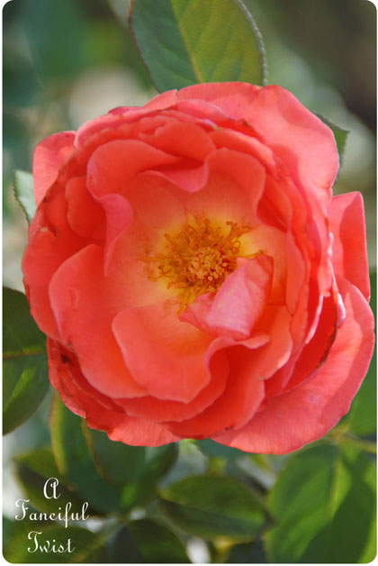 Peaceful 3 Peaceful 3