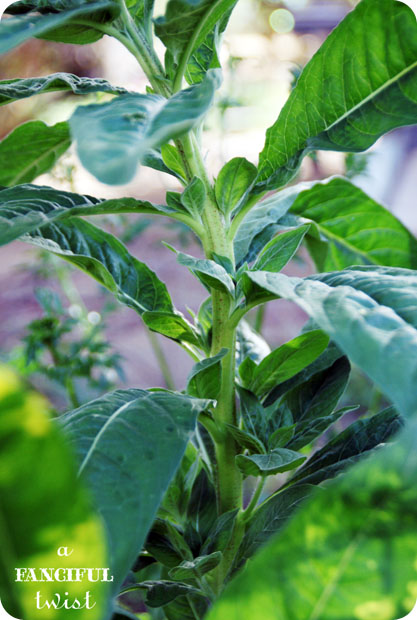 Grow green 16 Grow green 16