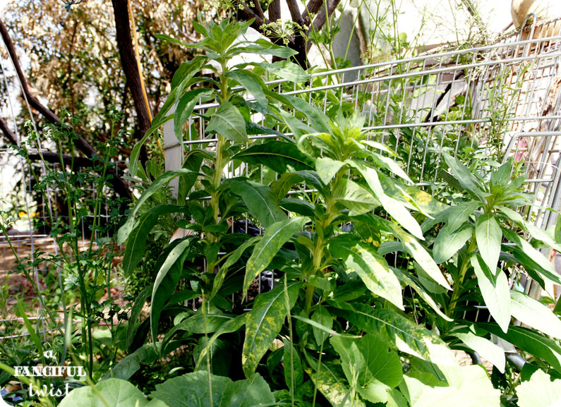 Grow green 18 Grow green 18