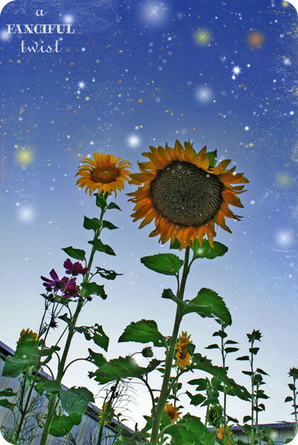 From my garden 15 From my garden 15