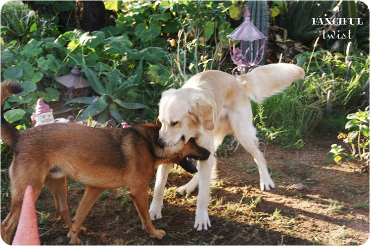 Happy pups 9 Happy pups 9