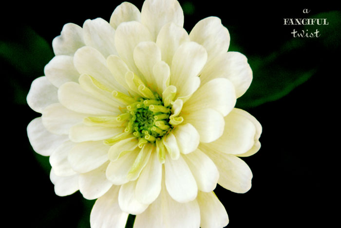 Heart love 25 Heart love 25