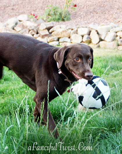 Chocolate Lab Tucson Coco Missing 2 Chocolate Lab Tucson Coco Missing 2