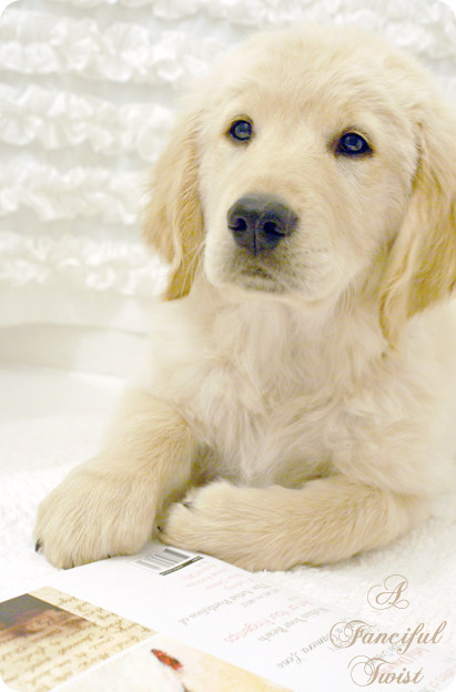 Pupsie 17 Pupsie 17