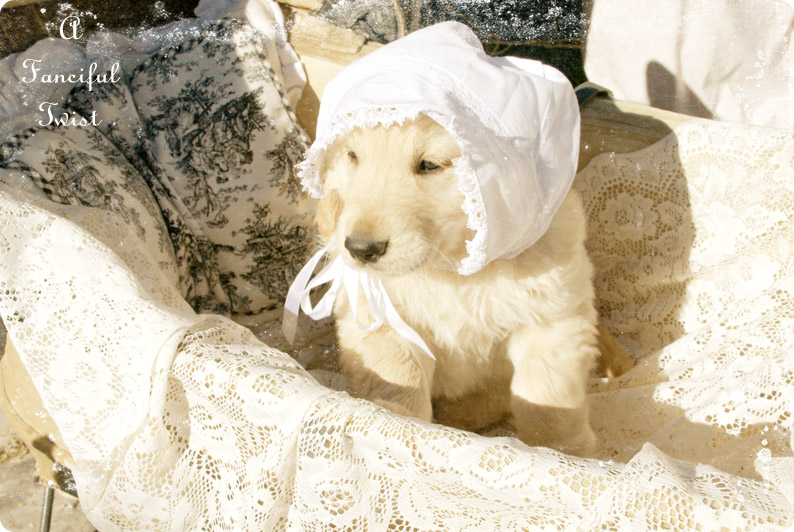 Puppers 1 Puppers 1