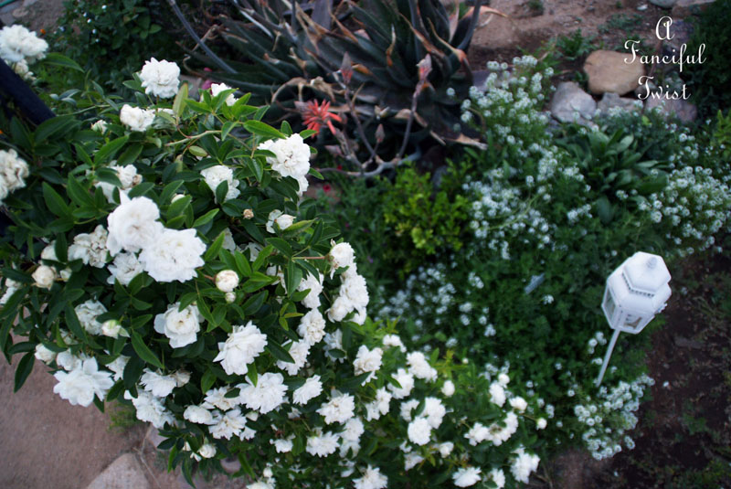 Springful 6a Springful 6a