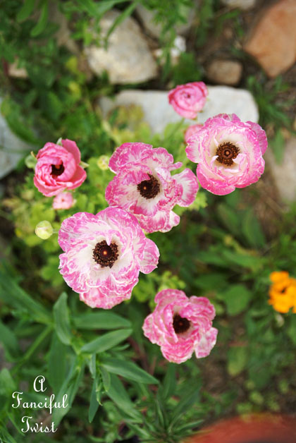 Springful 4a Springful 4a