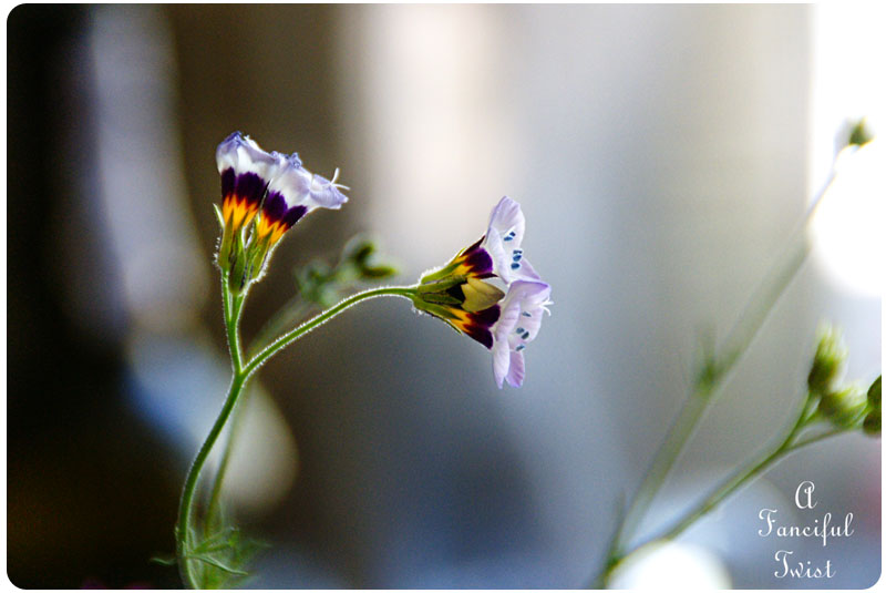 Garden blooms 4 Garden blooms 4