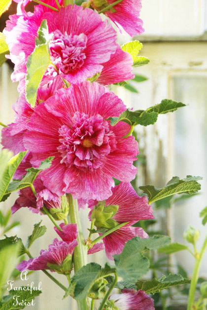Hollyhock garden 6a Hollyhock garden 6a