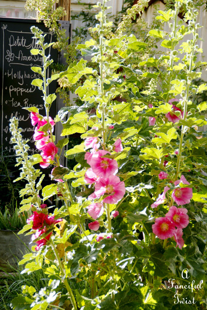 Hollyhock garden 8a Hollyhock garden 8a