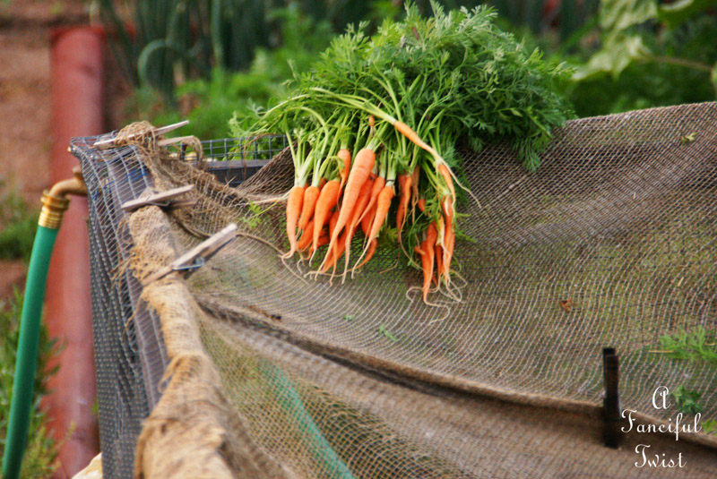Hollyhock garden 11a Hollyhock garden 11a