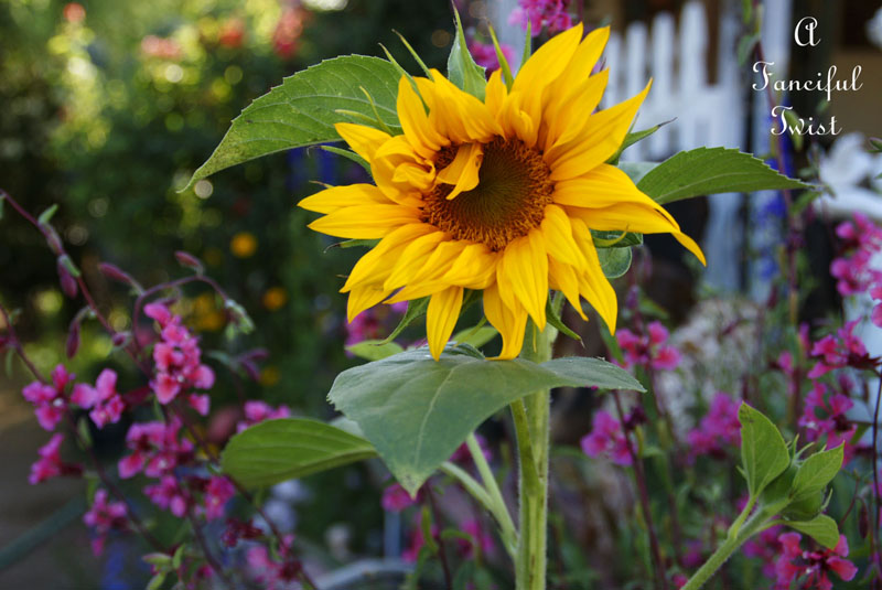 Garden thoughts 4 Garden thoughts 4