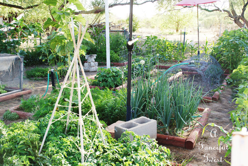 Vegetable garden 22 Vegetable garden 22